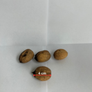 Junge Walnussbaum | Juglans regia 'Franquette'