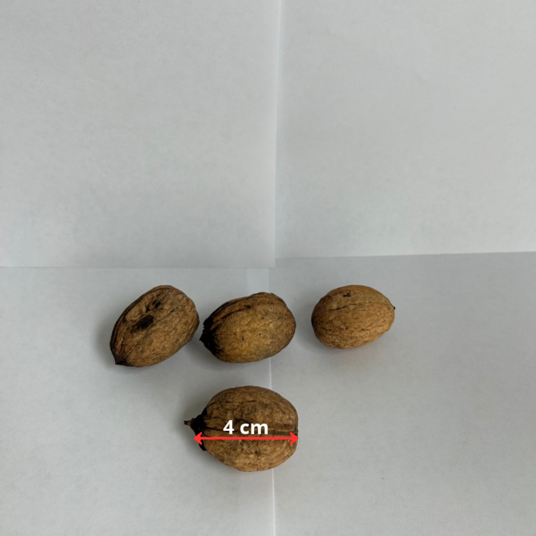 Junge Walnussbaum | Juglans regia 'Franquette'