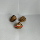 Jonge Walnootboom | Juglans regia Mini Multiflora Nr.9