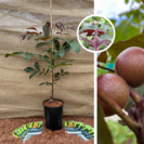 Junge Walnussbaum | Juglans regia Purpurea