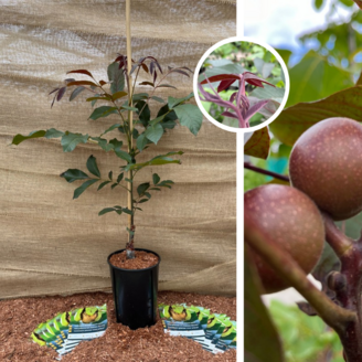 Jeune Noyer | Juglans Regia Purpurea