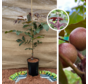 Junge Walnussbaum | Juglans regia Purpurea