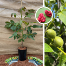 Jeune Noyer | Juglans regia Sychrov