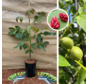 Jeune Noyer | Juglans regia Sychrov