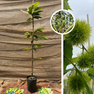Junge Kastanienbaum | Castanea sativa Marigoule
