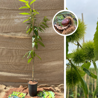 Jonge Kastanjeboom | Castanea sativa Rousse de Nay