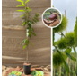 Young Chestnut tree | Castanea sativa Rousse de Nay