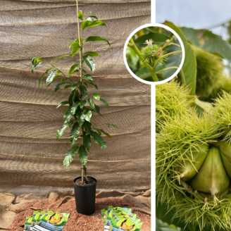 Young Chestnut tree | Castanea sativa Marlhac