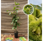 Junge Kastanienbaum | Castanea sativa Marlhac