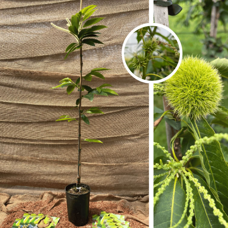 Young Chestnut tree | Marsol