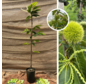 Jeune  Châtaignier | Castanea sativa Marsol