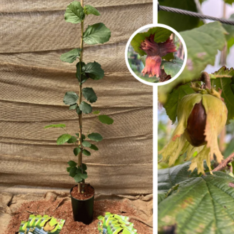 Jeune noisetier | Corylus a. Tonda di Giffoni