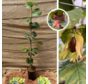 Jeune noisetier | Corylus a. Tonda di Giffoni