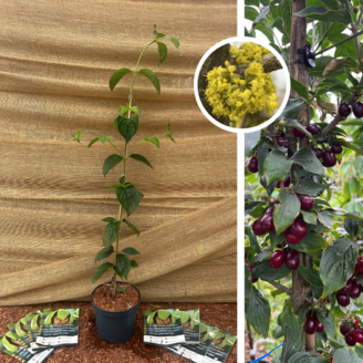 Cornouiller jeune | Cornus mas Jolico