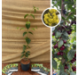 Young Cornelian Cherry | Cornus mas Jo