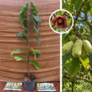 Junger Pawpaw-Baum | Asimina triloba Halvin