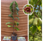 Young Pawpaw Tree | Asimina triloba Halvin