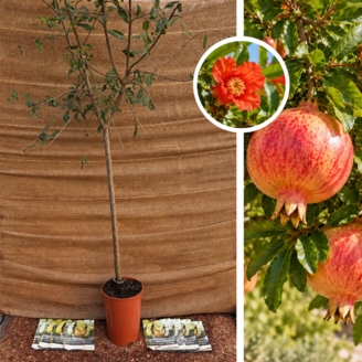 Junger Granatapfelbaum | Punica granatum 'Fina Tendral'