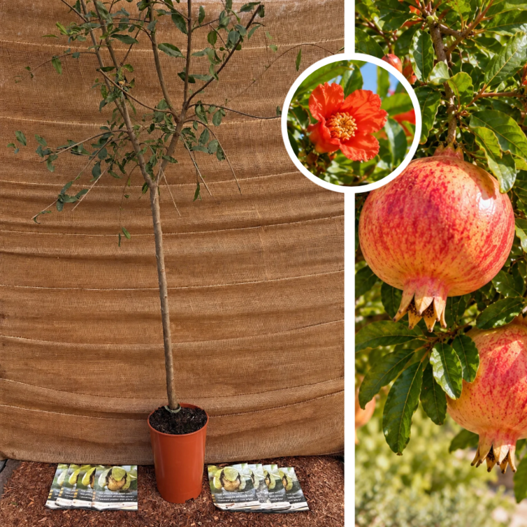 Junger Granatapfelbaum | Punica granatum 'Fina Tendral'
