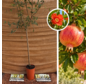 Junger Granatapfelbaum | Punica granatum 'Fina Tendral'