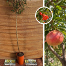 Young Pomegranate Tree | Punica gramatum 'Mollar de Elche'
