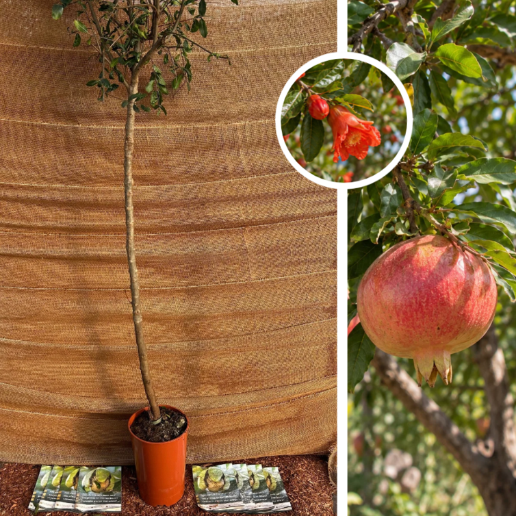 Young Pomegranate Tree | Punica gramatum 'Mollar de Elche'