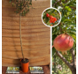 Jonge Granaatappelboom | Punica gramatum 'Mollar de Elche'