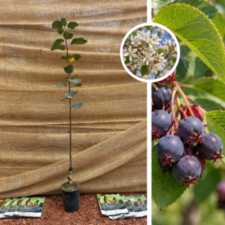 Krentenboom | Amelanchier alnifolia Martin
