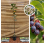 Felsenbirne | Amelanchier alnifolia Martin