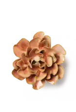 Chive Ceramic Flower Rose Pink Hawthorn FR19