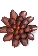 Chive Ceramic Flower Peach Mocha Cornflower JA19