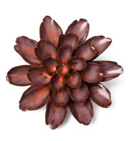 Chive Ceramic Flower Peach Mocha Cornflower JA19