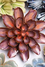 Chive Ceramic Flower Peach Mocha Cornflower JA19