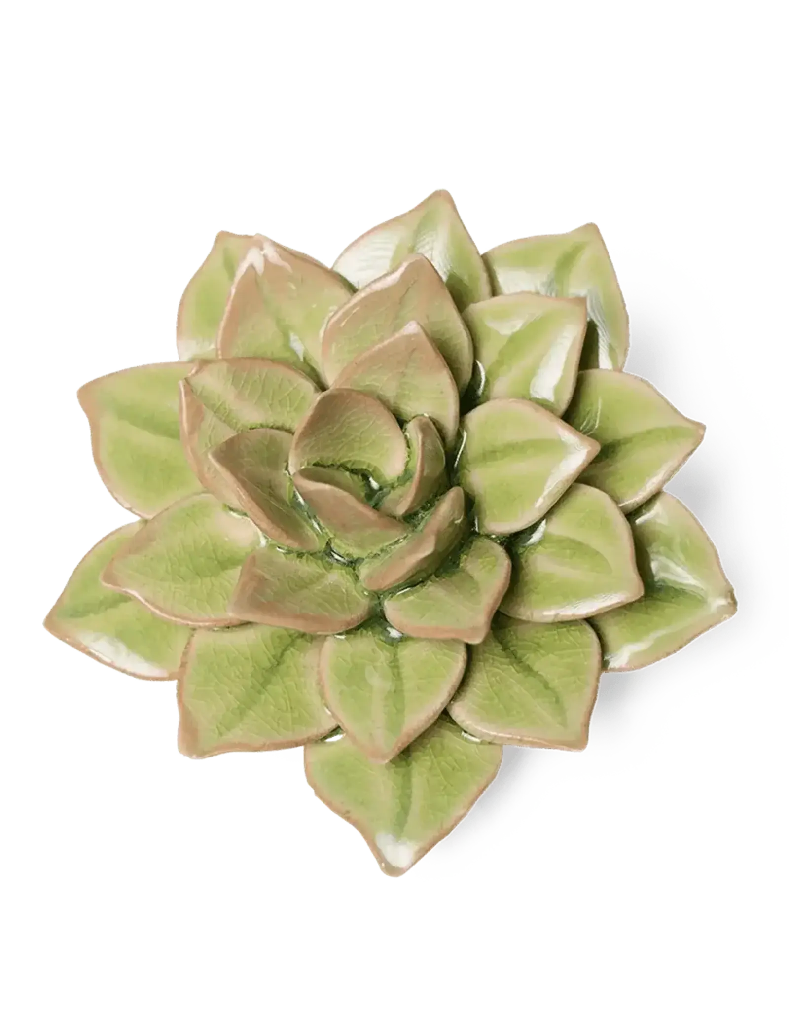 Chive Ceramic Flower Peridot Green Fairy Echeveria EG10