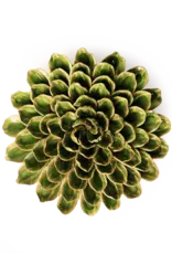 Chive Ceramic Flower Avocado Green Unicorn Zinnia EG20