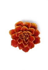 Chive Ceramic Flower Orange Yellow Coreopsis FR31