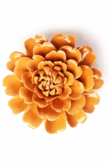Chive Ceramic Flower Orange Fiesta Marigold EG44