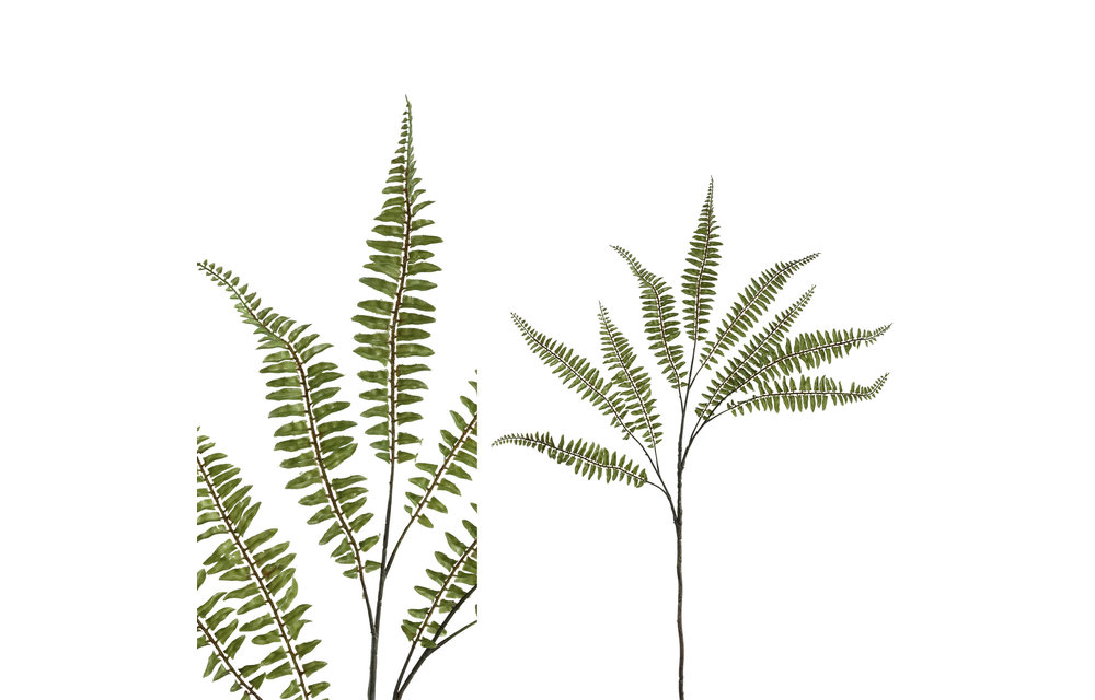 FERN PLANT GREEN FERN SPRAY