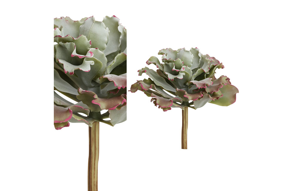 SUCCULENT PLANT GREEN RED ECHEVERIA PICK