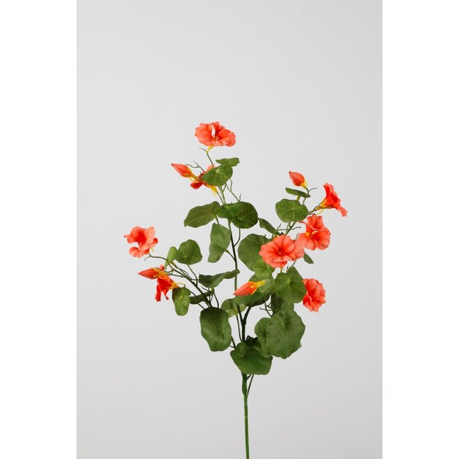 NASTURTIUM SPRAY 71CM