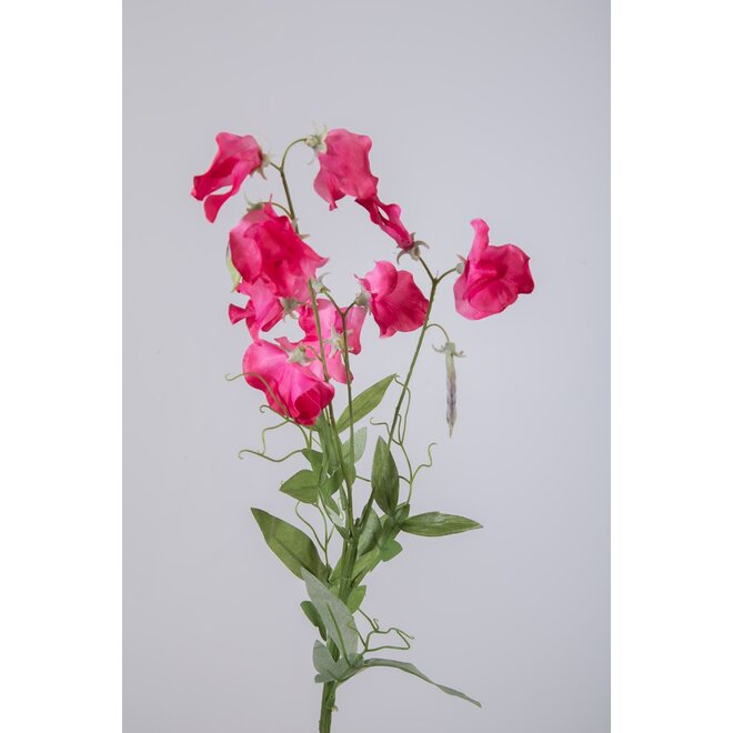 SWEETPEA 70CM PINK