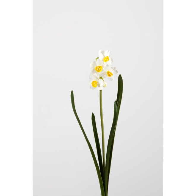 NARCISSUS PAPER WHITE 41 CM