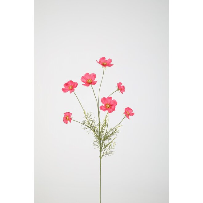 COSMOS SPRAY X7 77CM