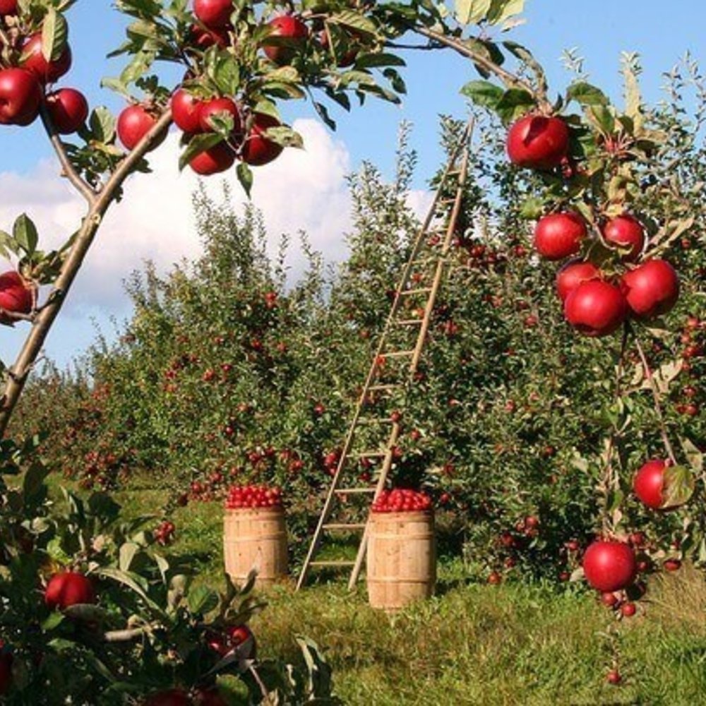 Alles wat je wil weten over de appelboom - AVH Outdoor Tuinmeubelen