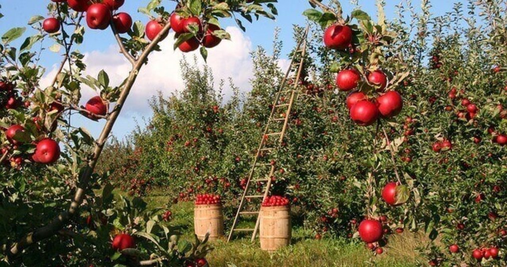 Alles wat je wil weten over de appelboom