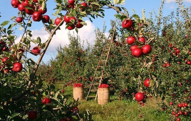Alles wat je wil weten over de appelboom Alles wat je wil weten over de appelboom