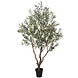 AVH-Collectie Kunst olijfboom robuust meerstammig hoogte 210 cm