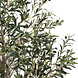 AVH-Collectie Kunst olijfboom robuust meerstammig hoogte 210 cm