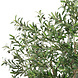 AVH-Collectie Kunst olijfboom robuust met pot H240 cm
