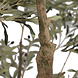AVH-Collectie Kunst olijfboom robuust H250 cm